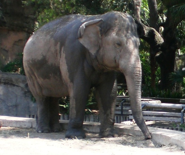 Audubon Zoo Elephant